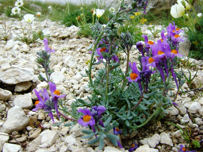 Linaria alpina / Linajola alpina